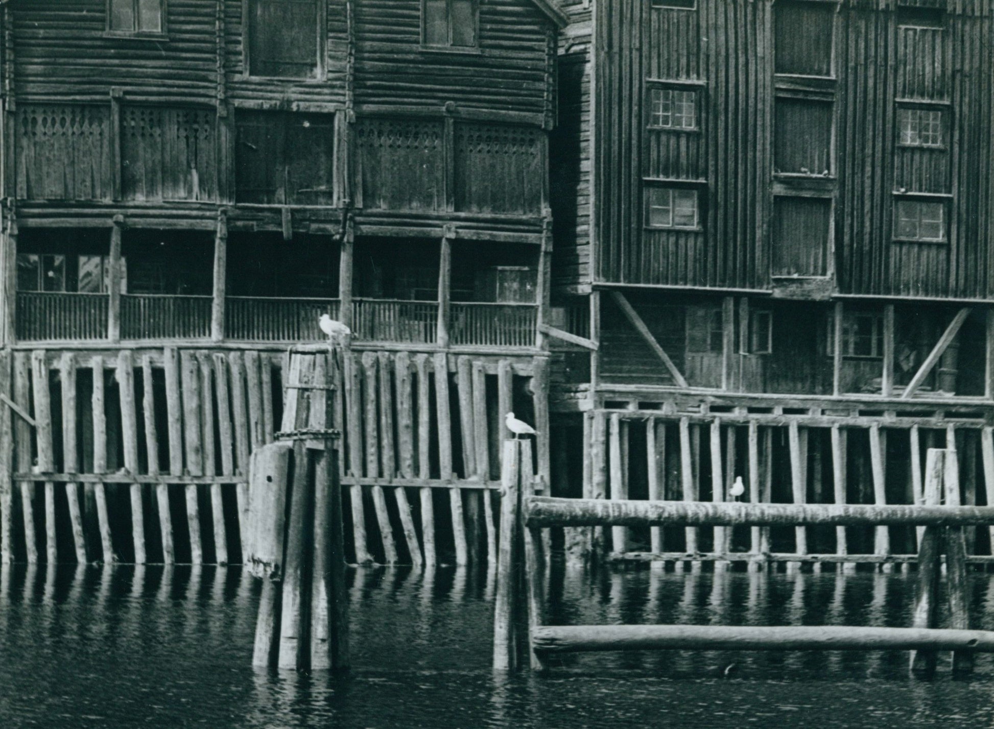 Fotografia Norwegia- Mewy Edward Hartwig