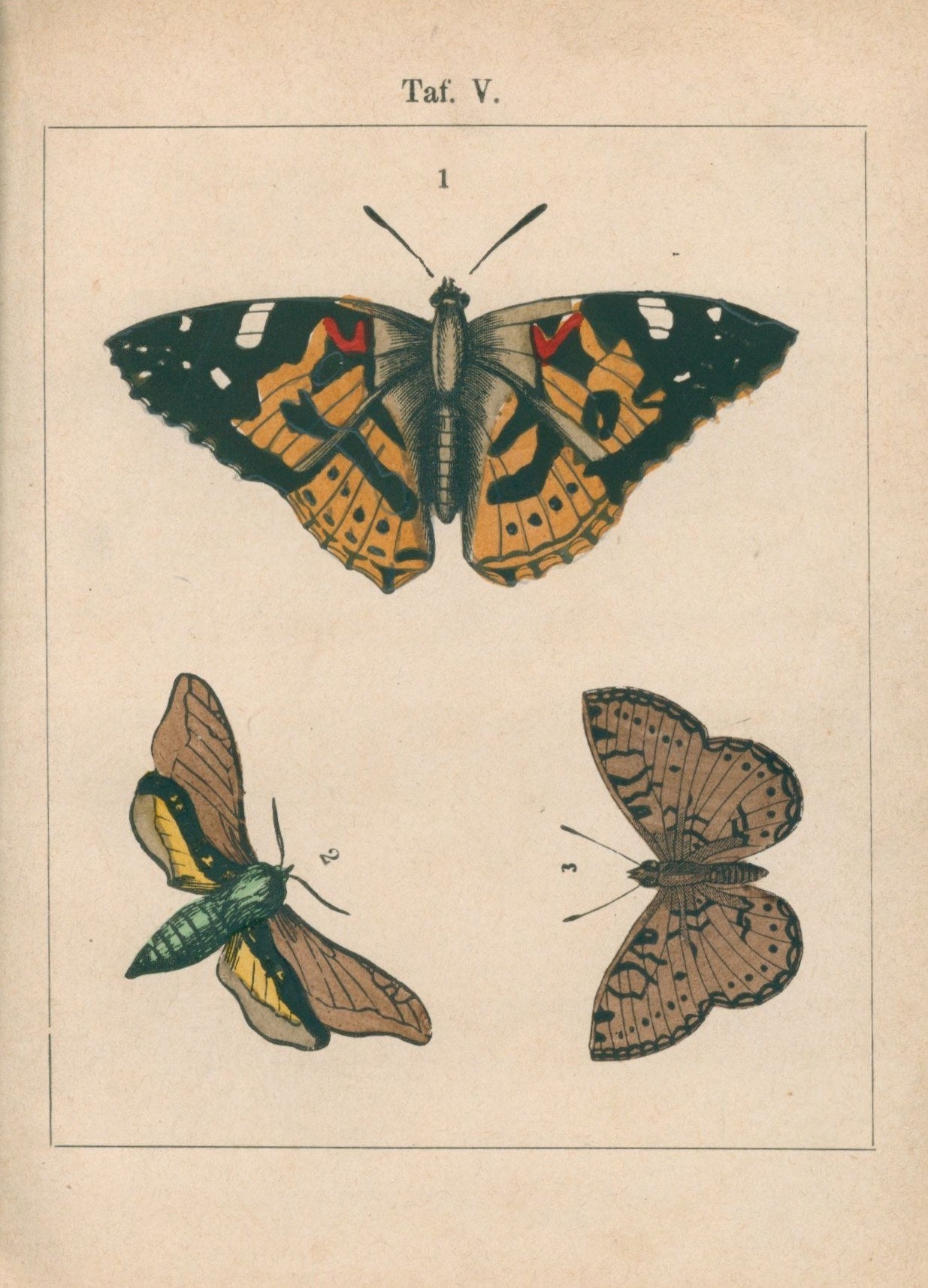 Księga motyli (Schmeterlingsbuch) [Halle 1890]