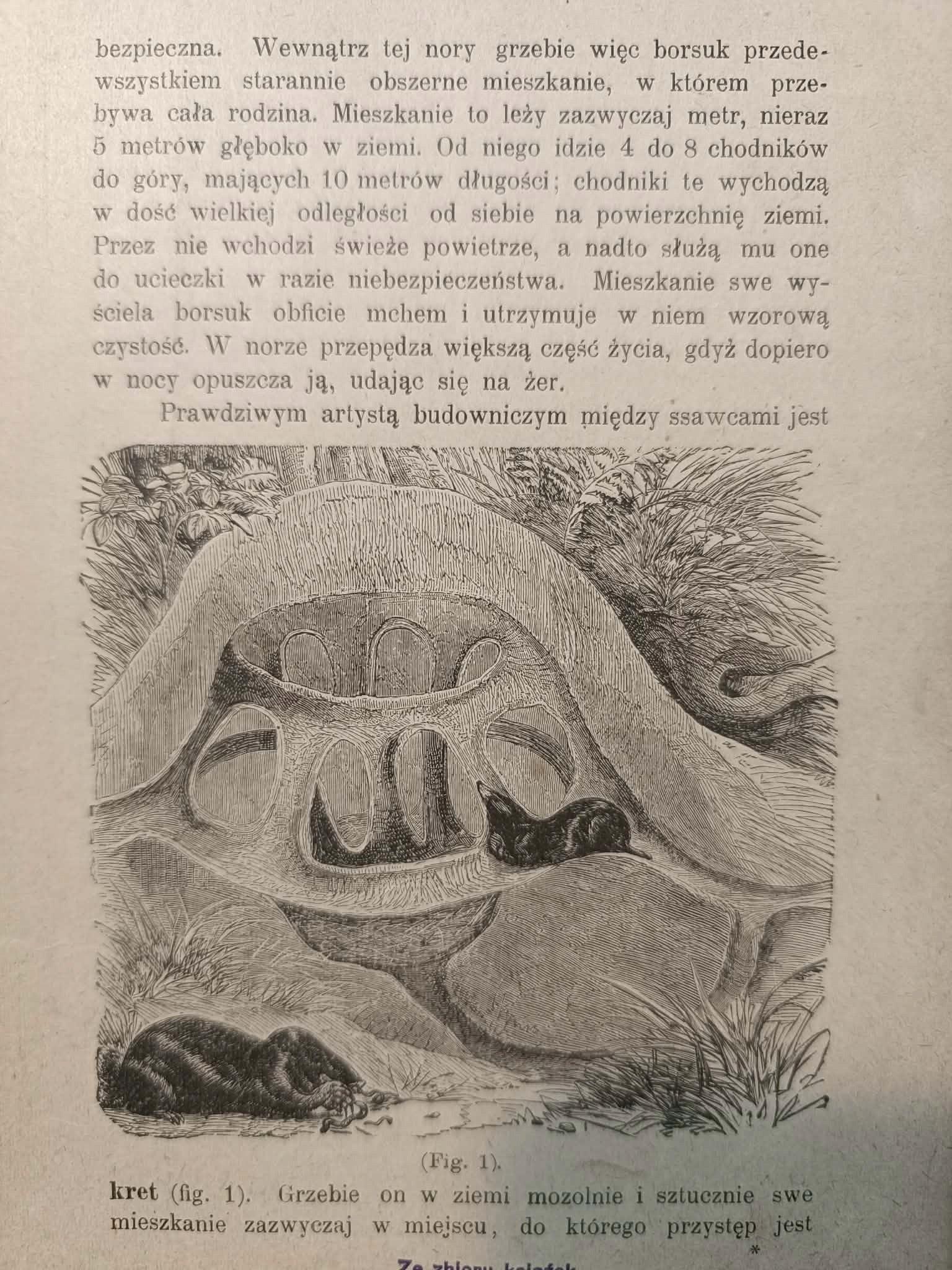 Sztuka budowania u zwierząt przez Hipolita Parasiewicza [przedwojenne 1900]