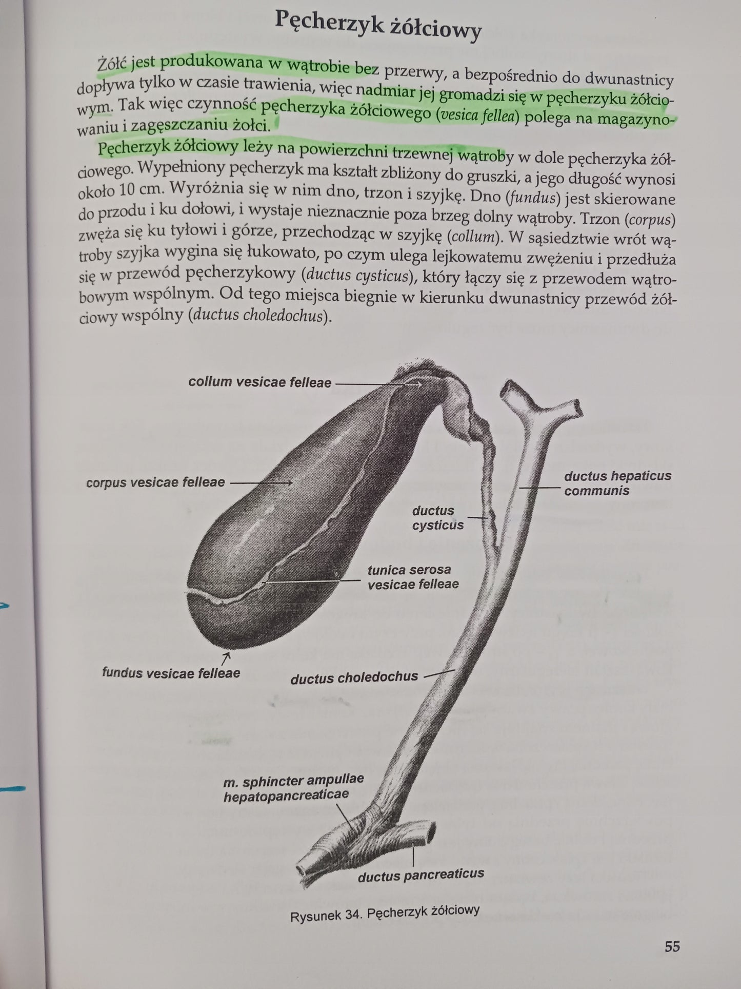 Anatomia Człowieka część II Praca zbiorowa