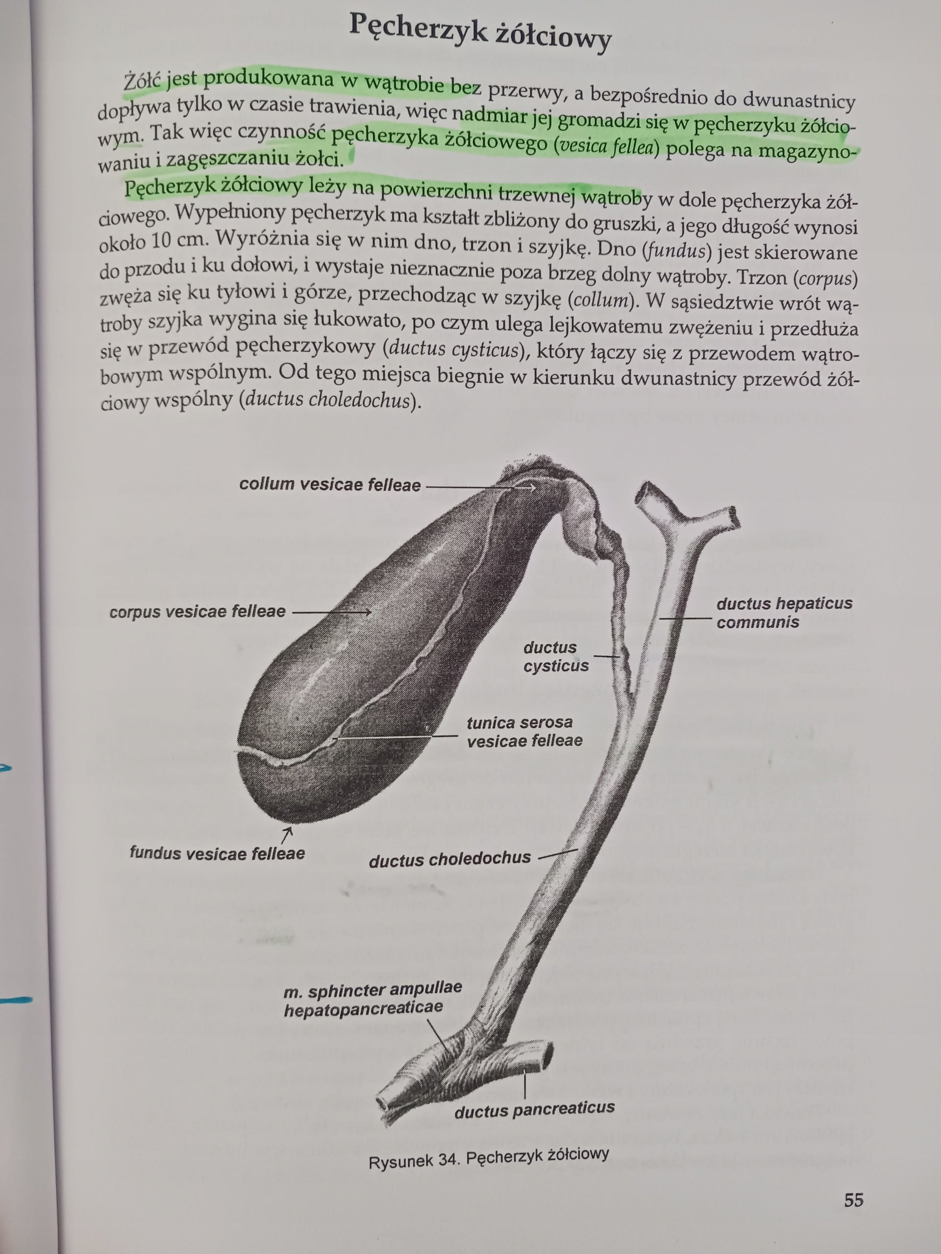 Anatomia Człowieka część II Praca zbiorowa