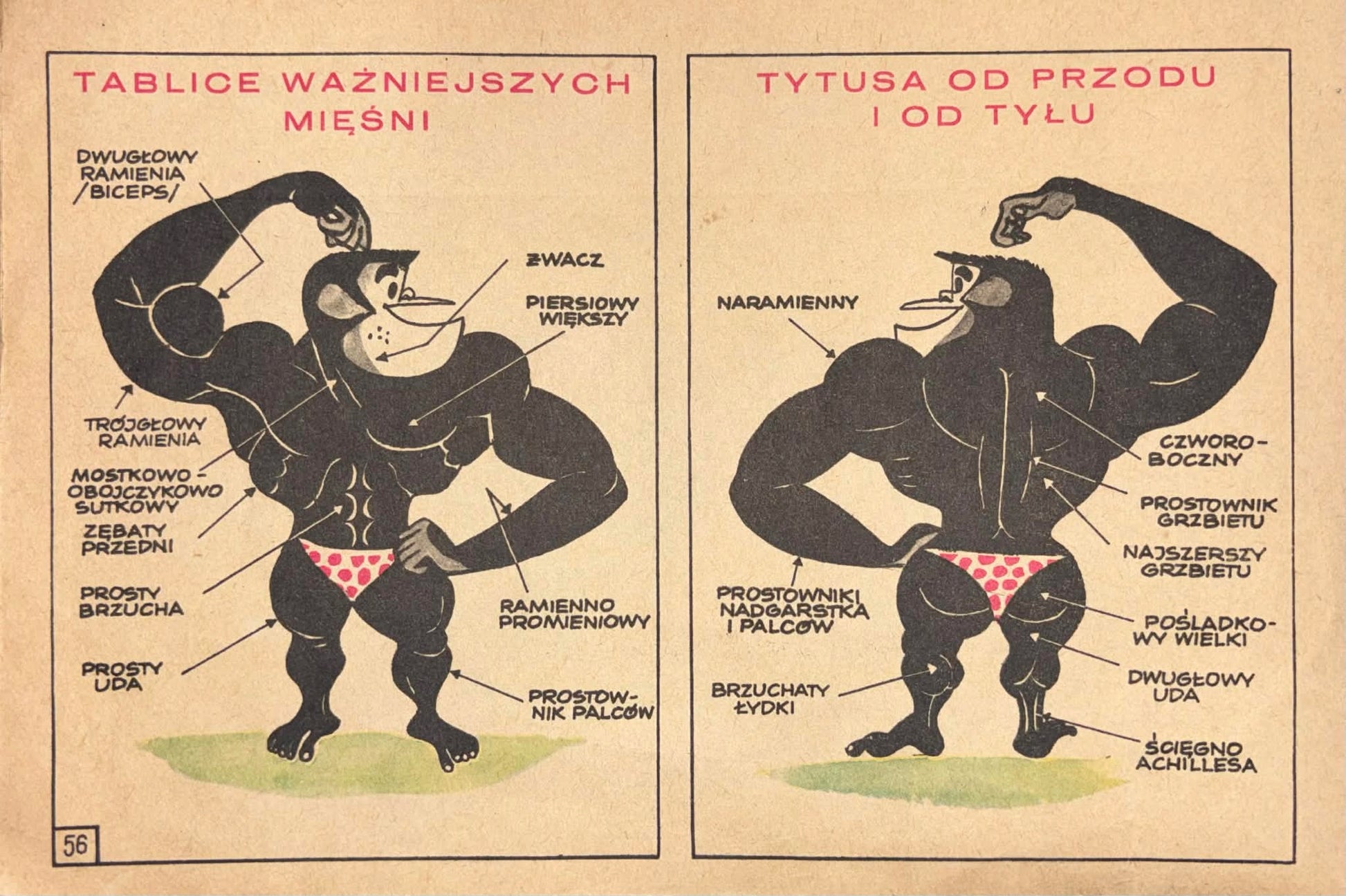 Tytus Romek i Atomek księga VI H. J. Chmielewski [pierwsze wydanie]