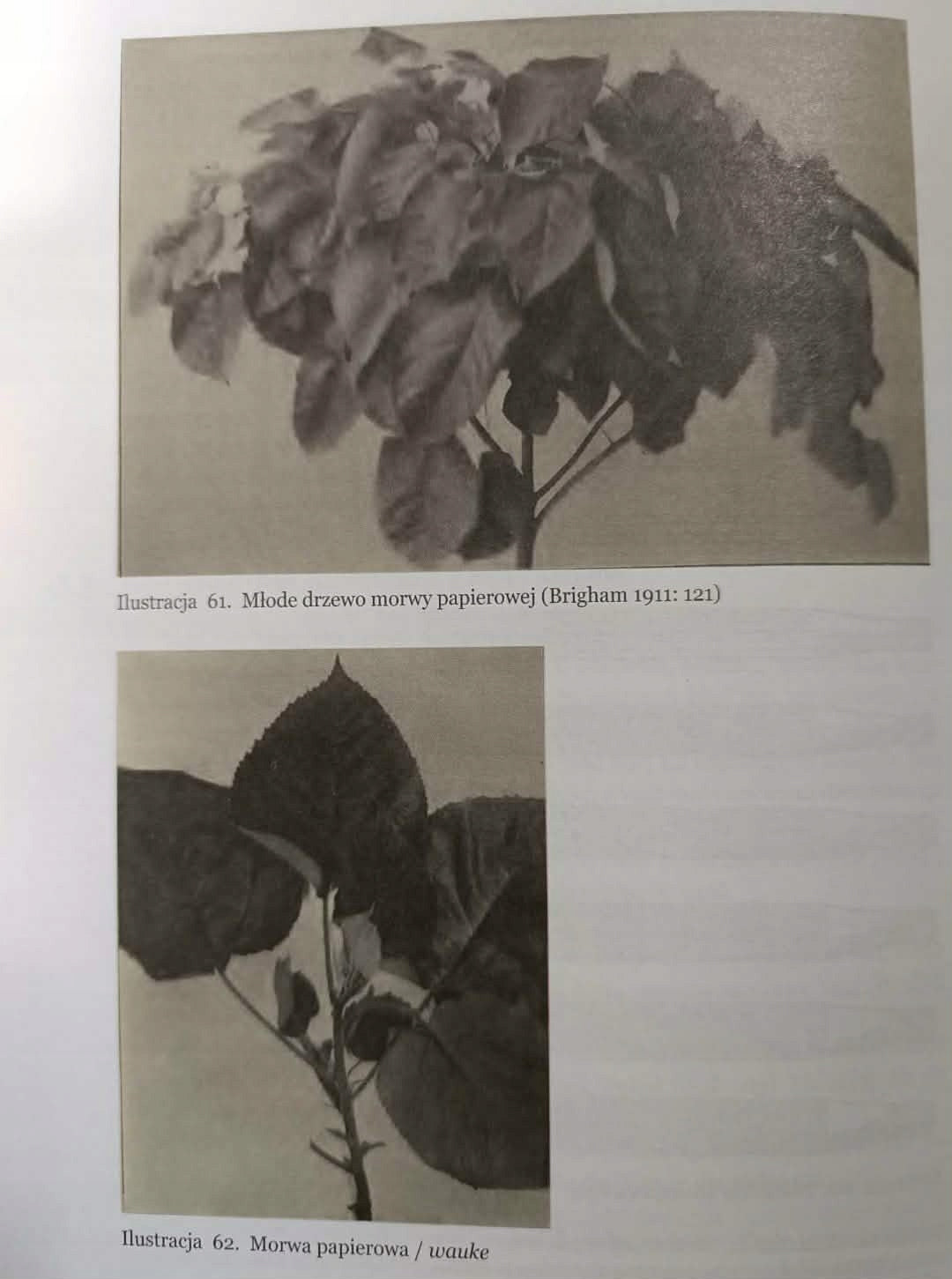 Kultura hawajska, Tadeusz Szczerbowski
