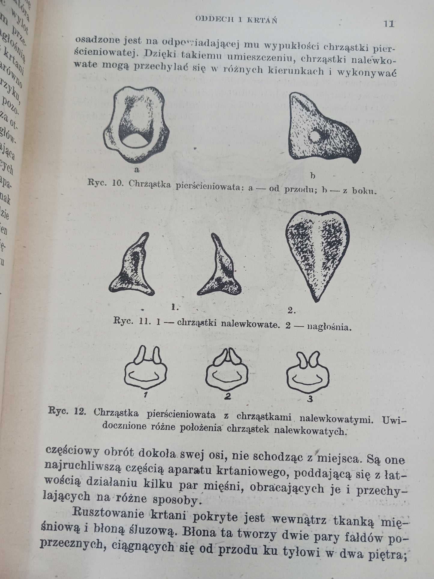 Fonetyka Polska. Artykulacje głosek polskich Maria Dłuska