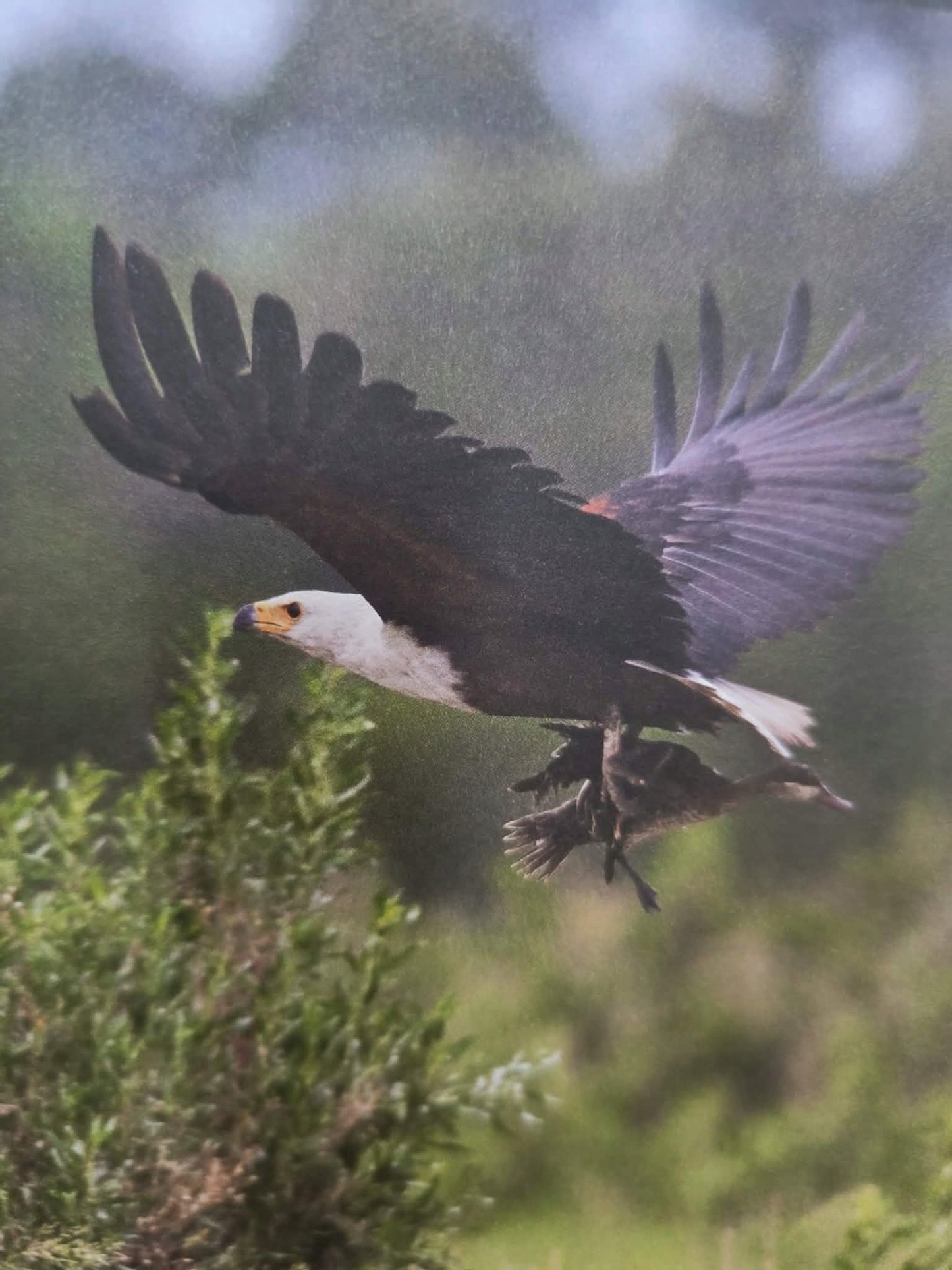 Sztuka fotografowania przyrody, Paweł Fabijański
