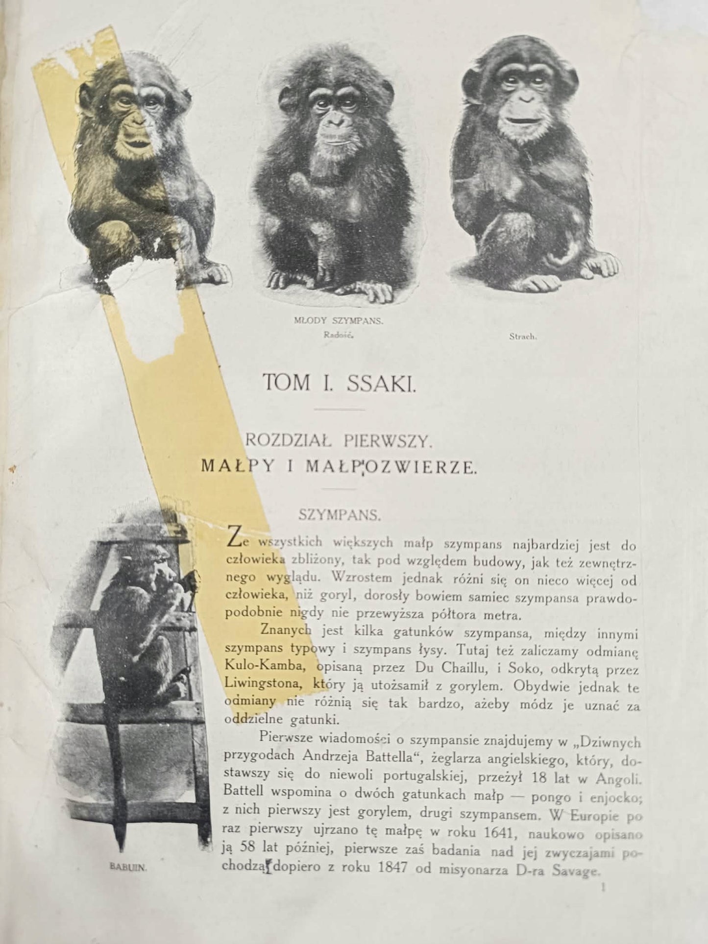 J. P. Cornish, Świat zwierząt T. I, II [1911] [liczne ilustracje]