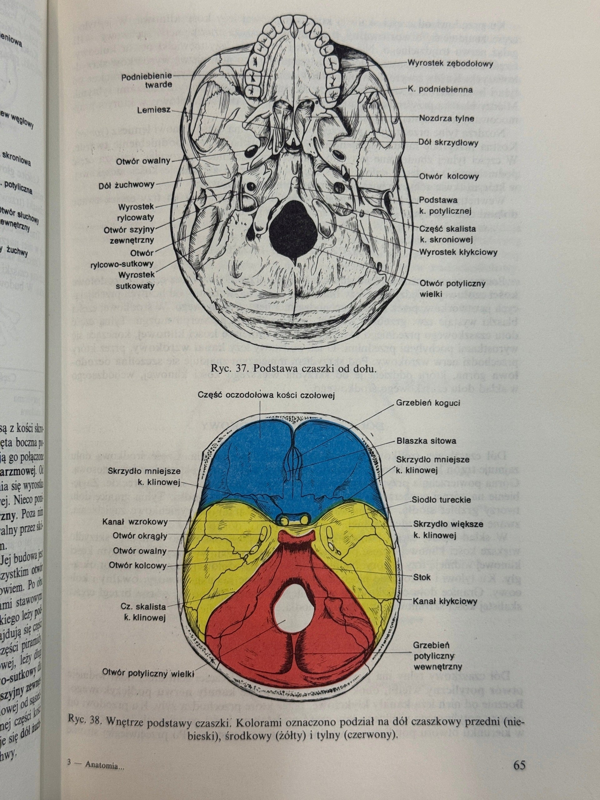 Anatomia i fizjologia człowieka Aleksander Michajlik, Witold Ramotowski