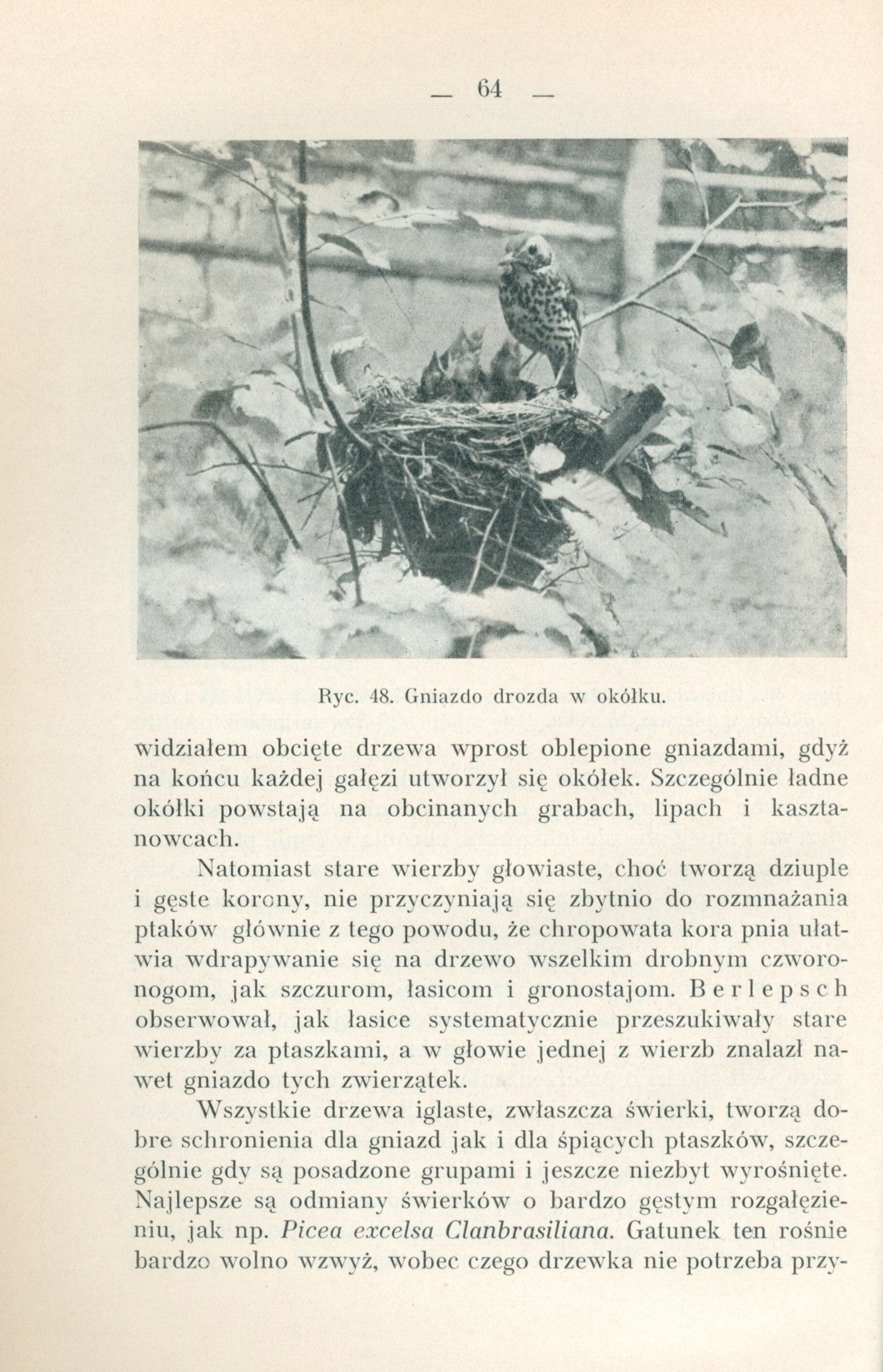Sokołowski Jan - Ochrona ptaków [Kraków 1939]