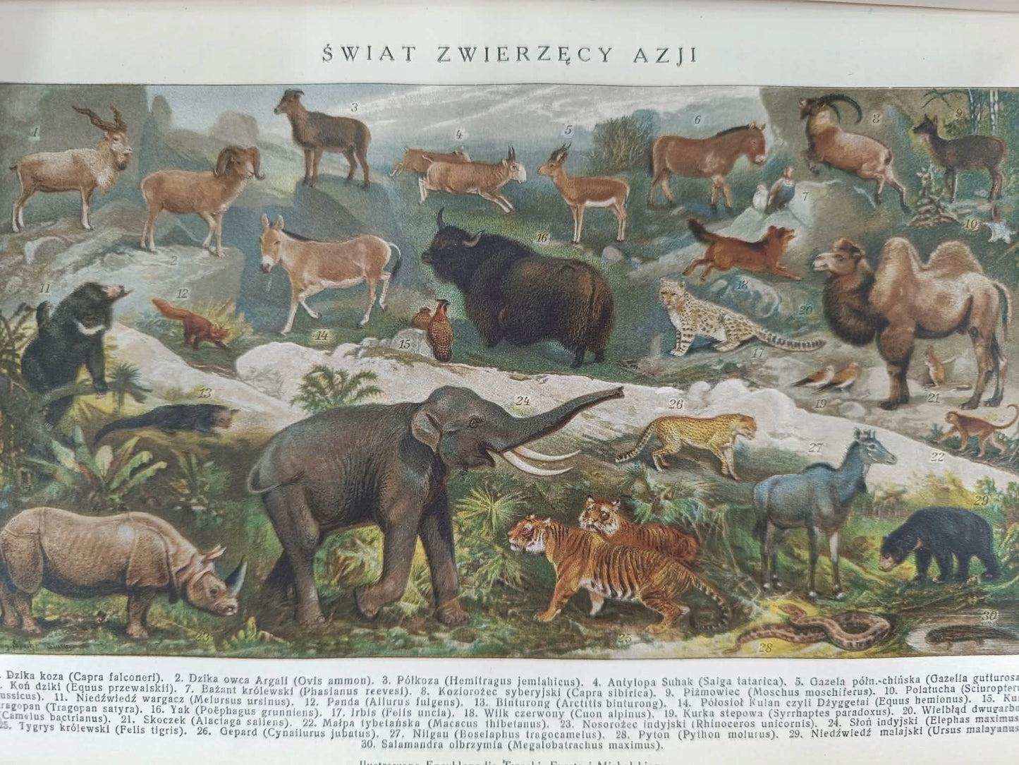 Ilustrowana Encyklopedja Trzaski, Everta i Michalskiego T. 1-5 [1927]