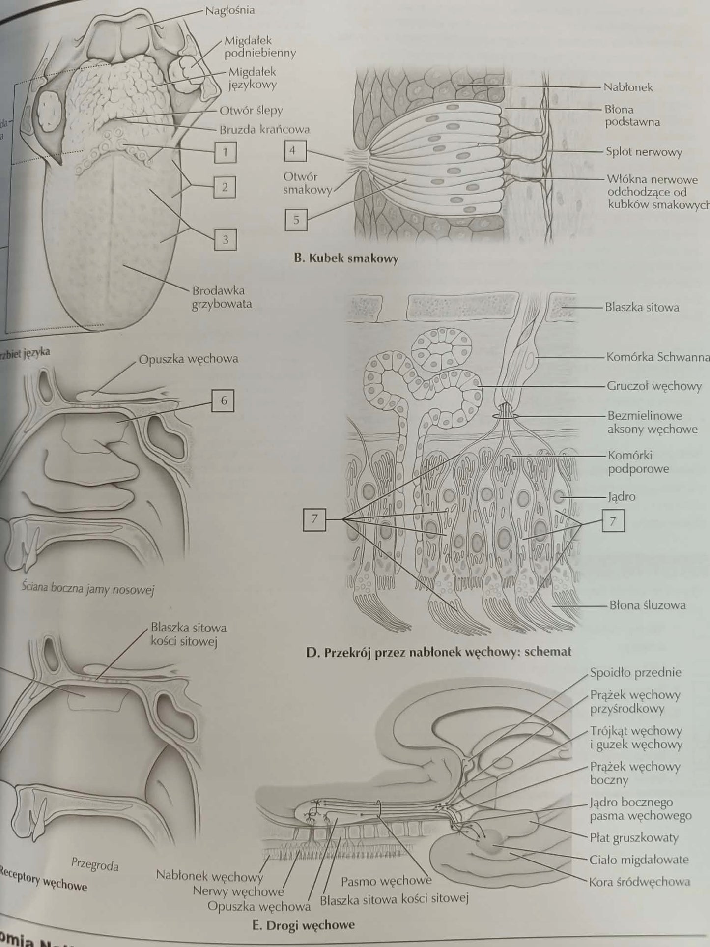 Anatomia Nettera do kolorowania John T. Hansen