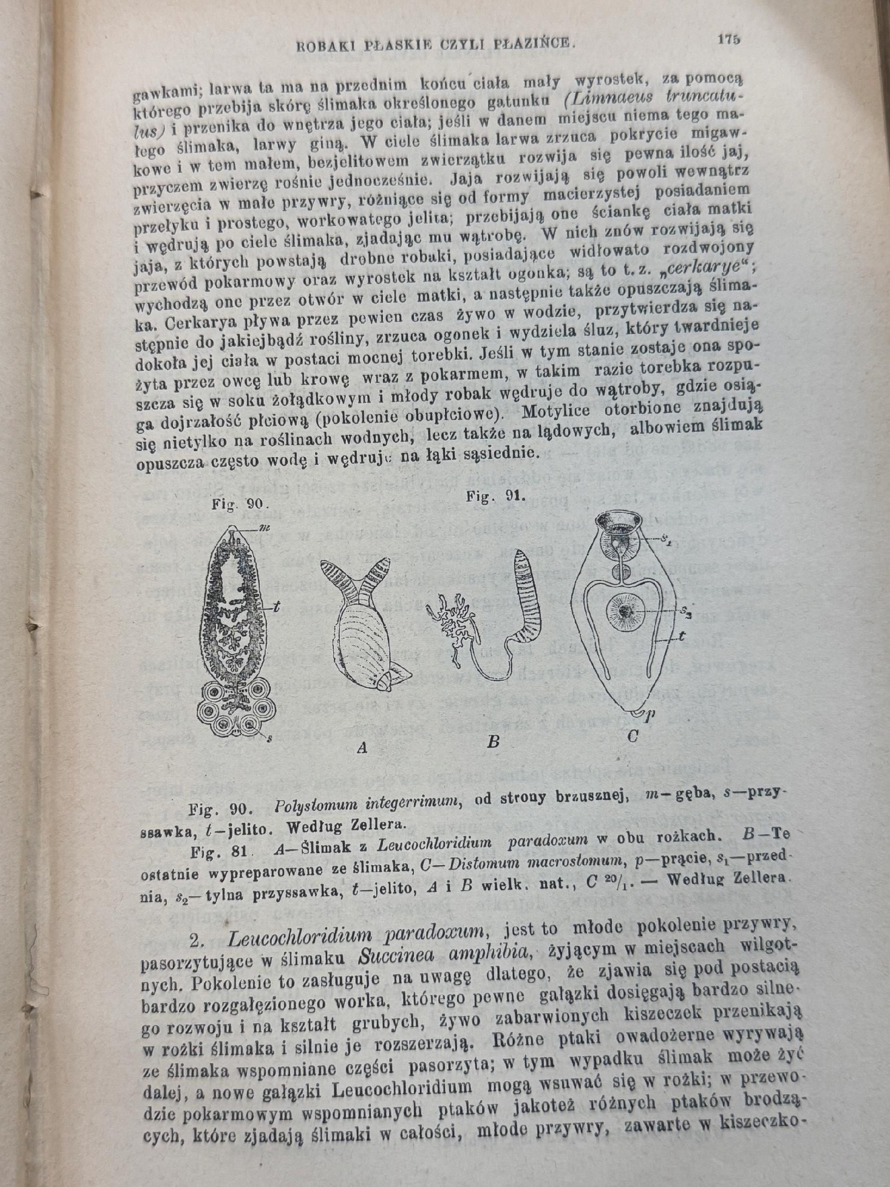 Podręcznik zoologii dla uczących sie i nauczających J. E. V. Boas [1898 r.]