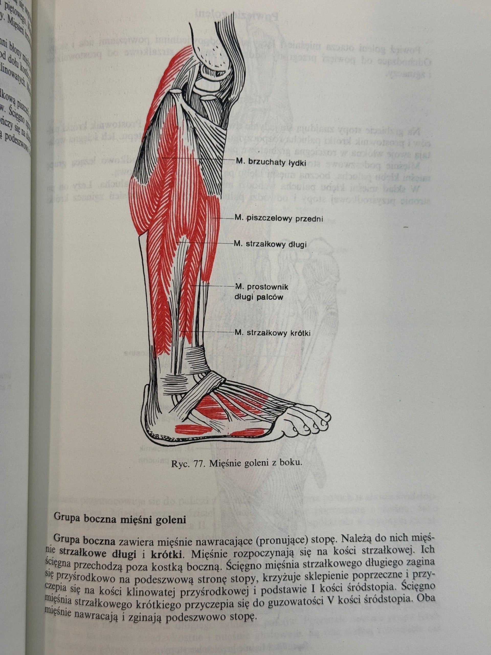 Anatomia i fizjologia człowieka Aleksander Michajlik, Witold Ramotowski