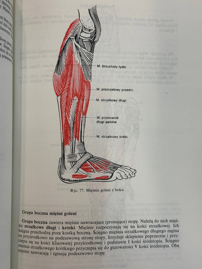 Anatomia i fizjologia człowieka Aleksander Michajlik, Witold Ramotowski