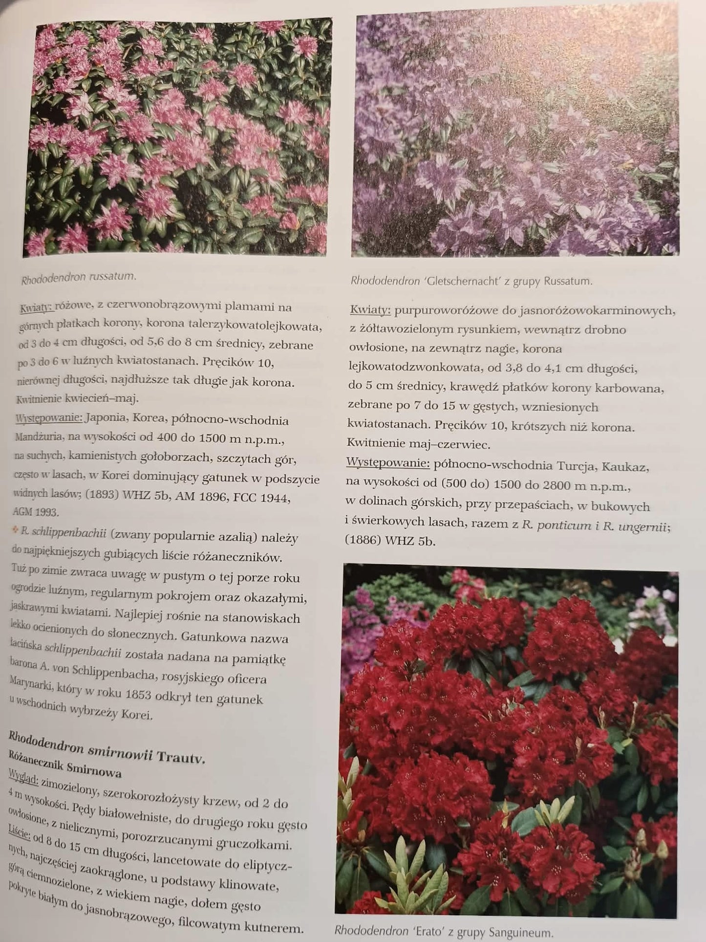 Andreas Bartels, Różaneczniki i azalie, pielęgnacja, rozmnażanie...