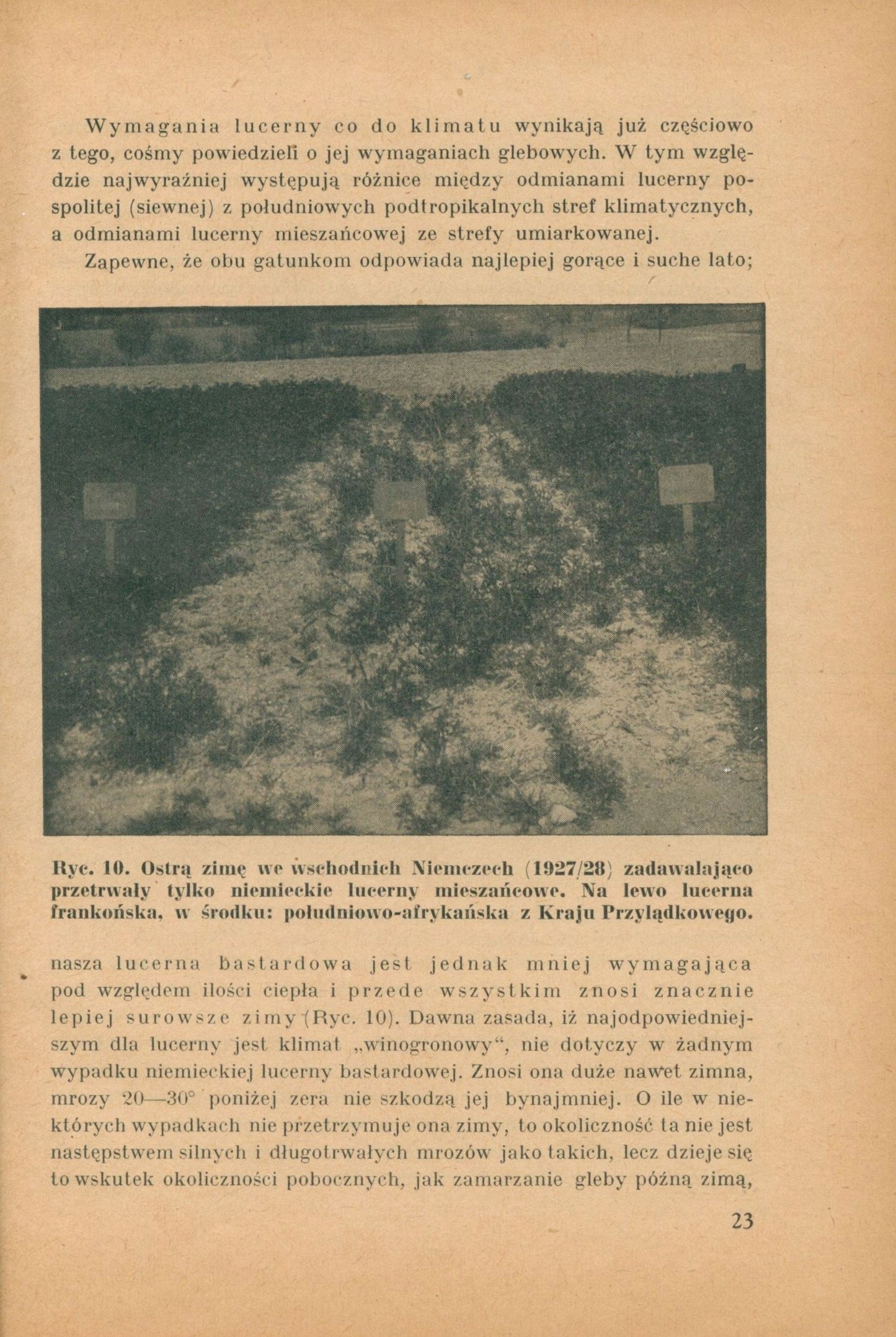 Uprawa lucerny na lekkich glebach, Könekamp Alfred [Kraków 1942]