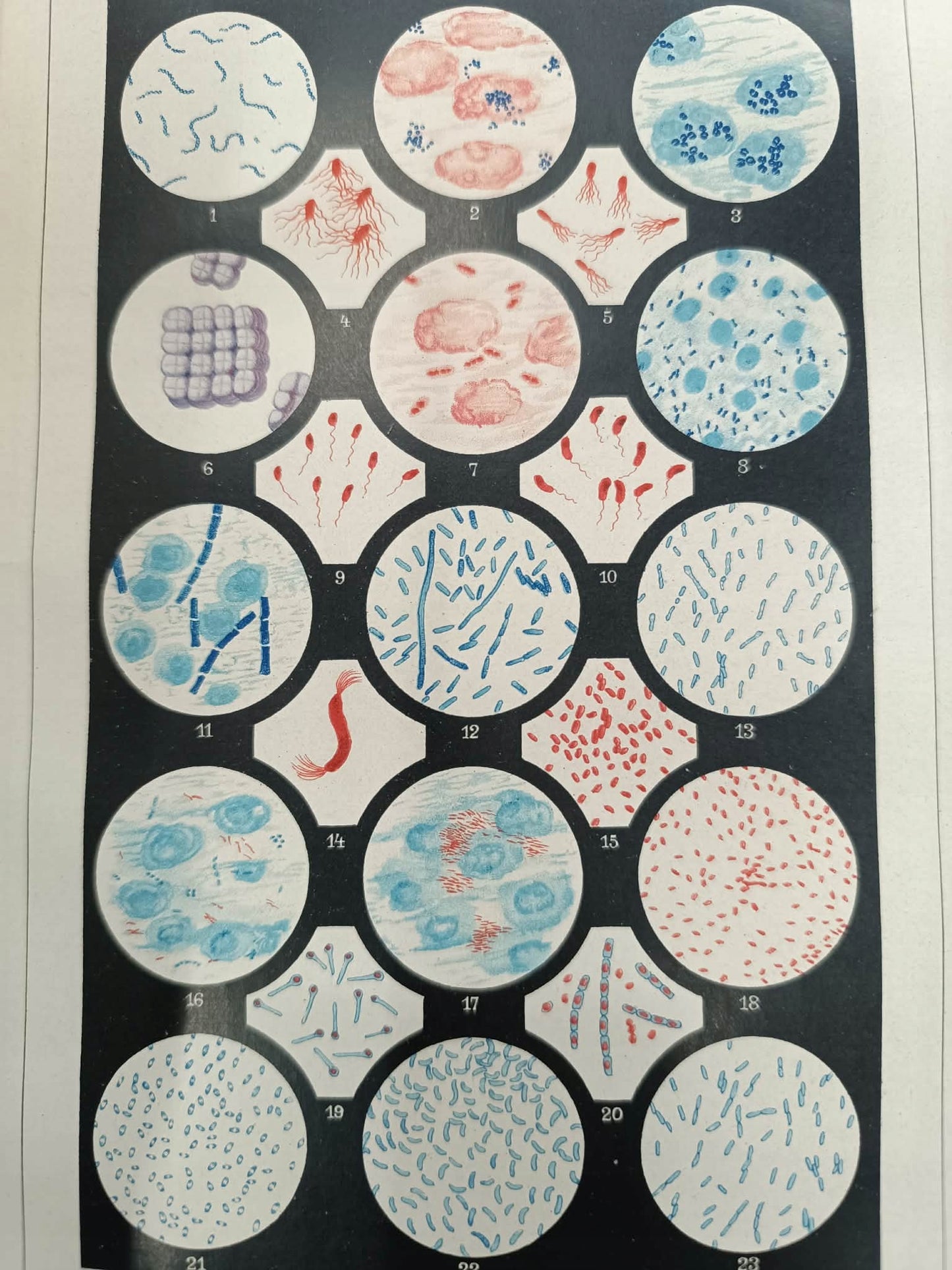 Ilustrowana Encyklopedja Trzaski, Everta i Michalskiego T. 1-5 [1927]