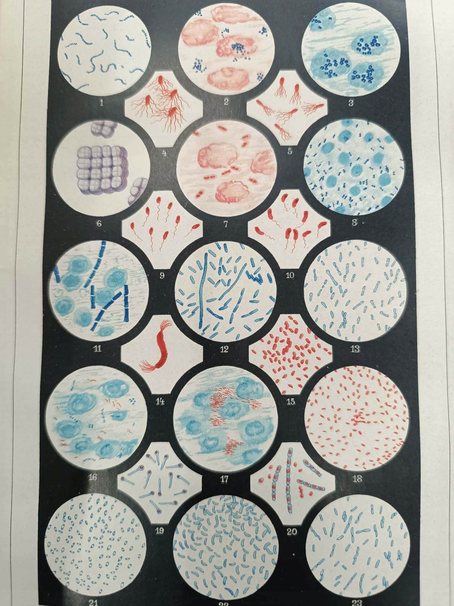 Ilustrowana Encyklopedja Trzaski, Everta i Michalskiego T. 1-5 [1927]