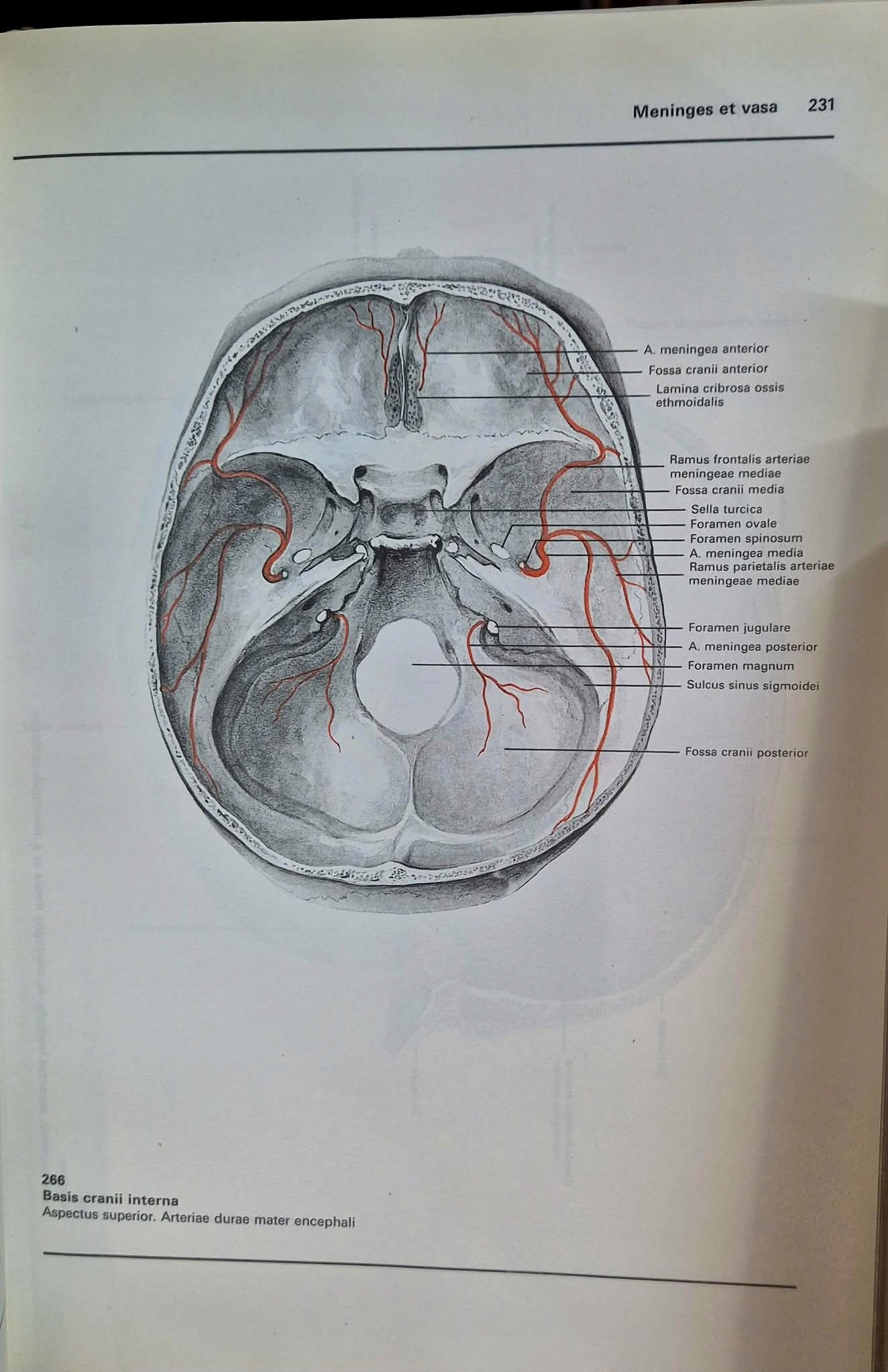 Atlas anatomii człowieka Tom 1-3 Bertolini / Leutert