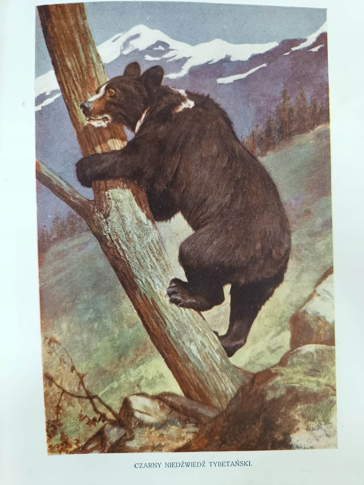 J. P. Cornish, Świat zwierząt T. I, II [1911] [liczne ilustracje]