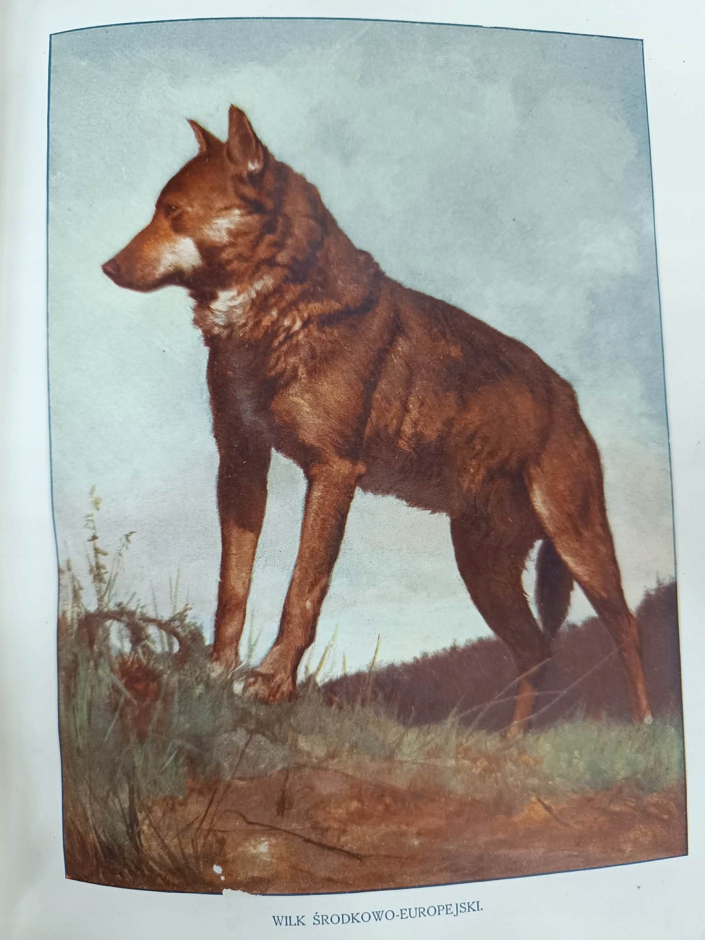 J. P. Cornish, Świat zwierząt T. I, II [1911] [liczne ilustracje]