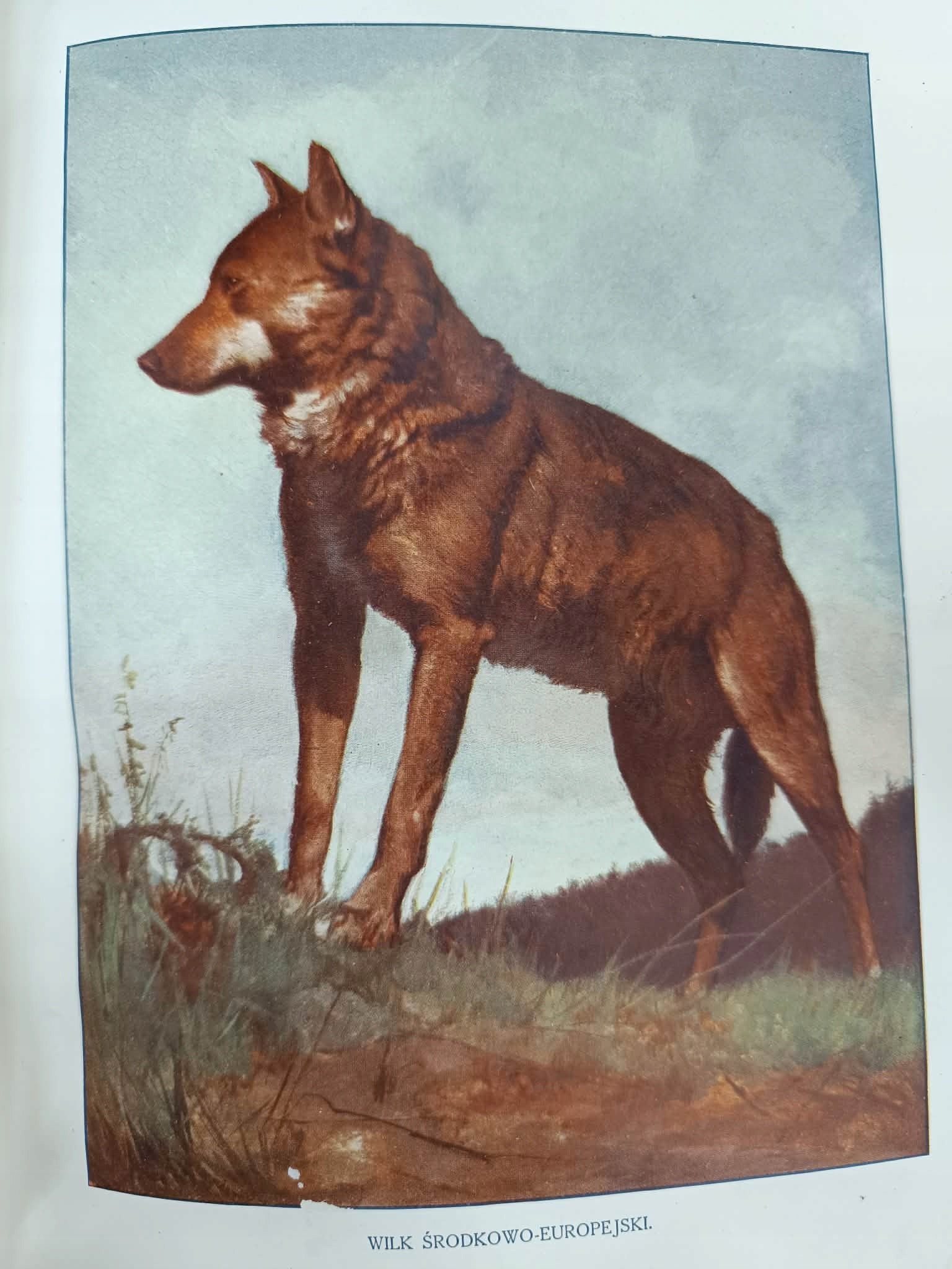 J. P. Cornish, Świat zwierząt T. I, II [1911] [liczne ilustracje]