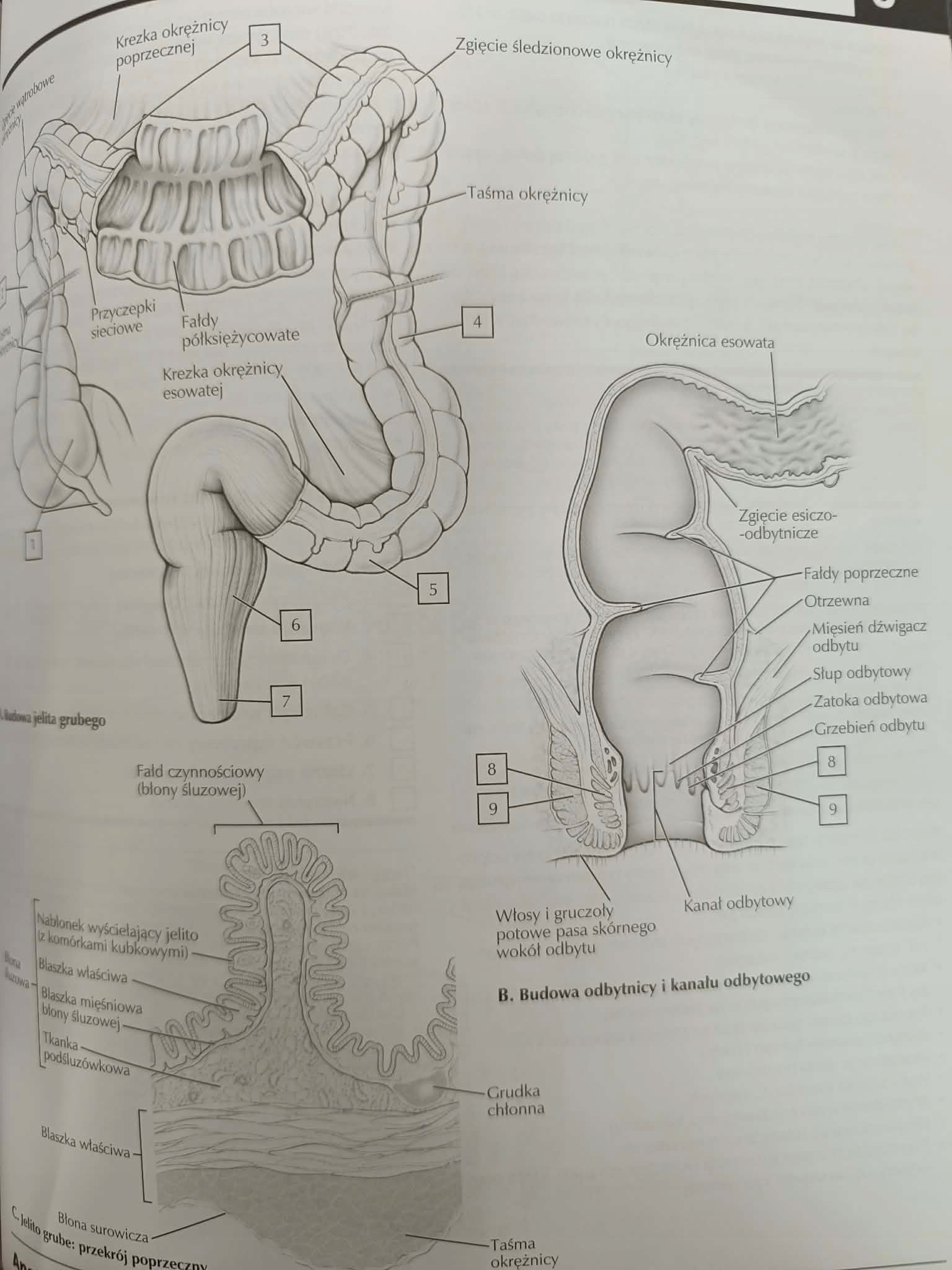 Anatomia Nettera do kolorowania John T. Hansen