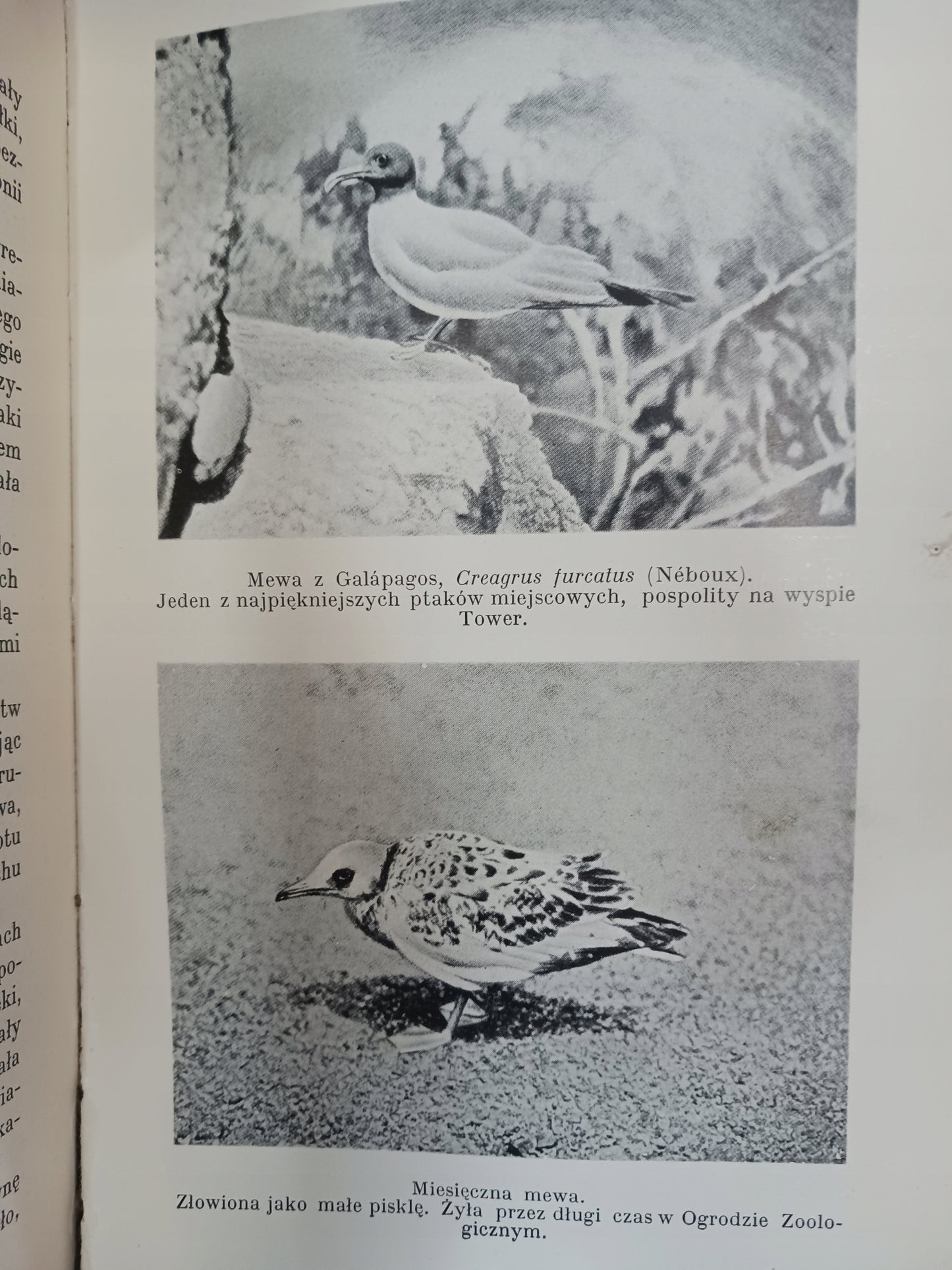Galapagos na krańcach świata William Beebe [wydanie z roku 1938]