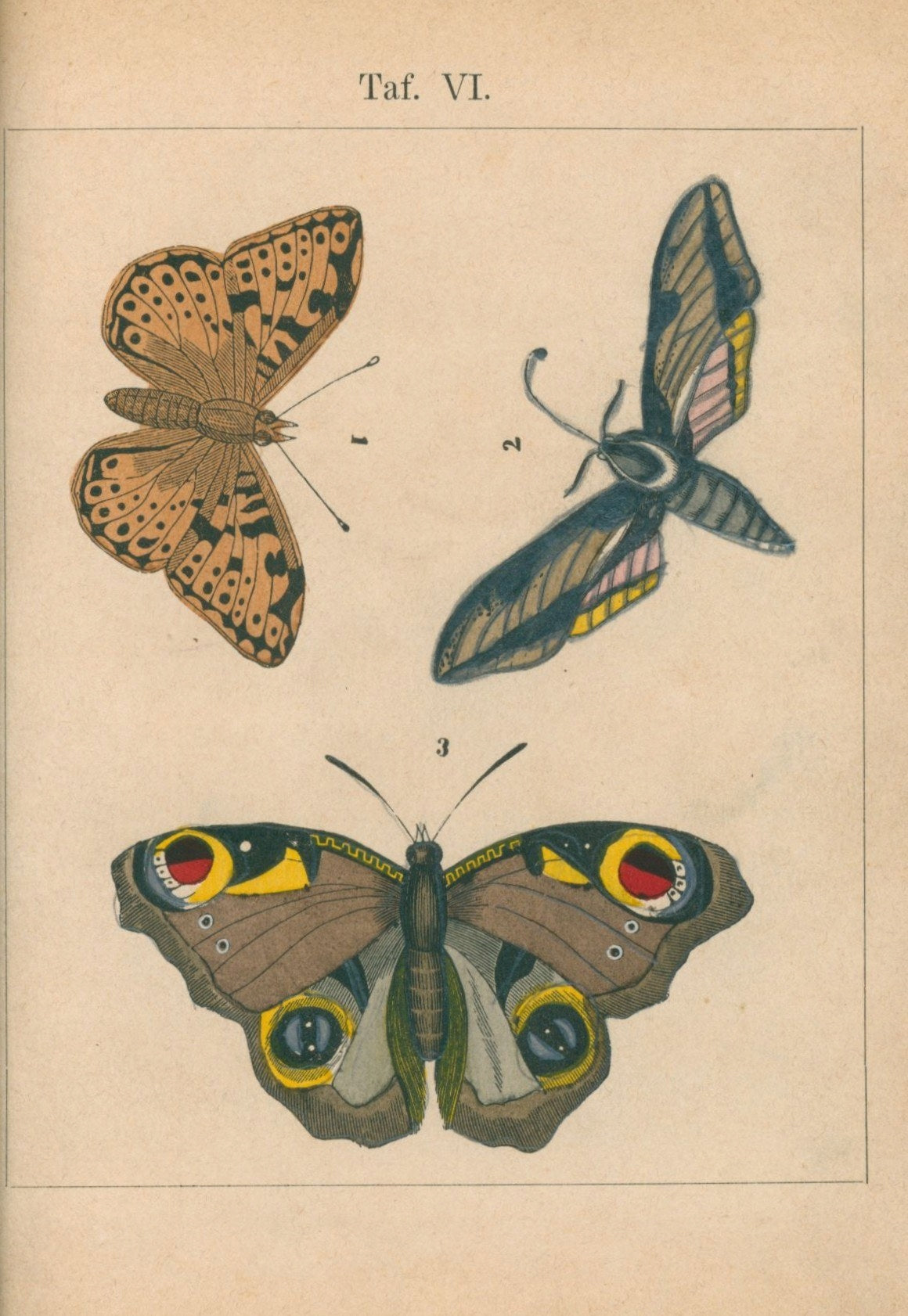 Księga motyli (Schmeterlingsbuch) [Halle 1890]