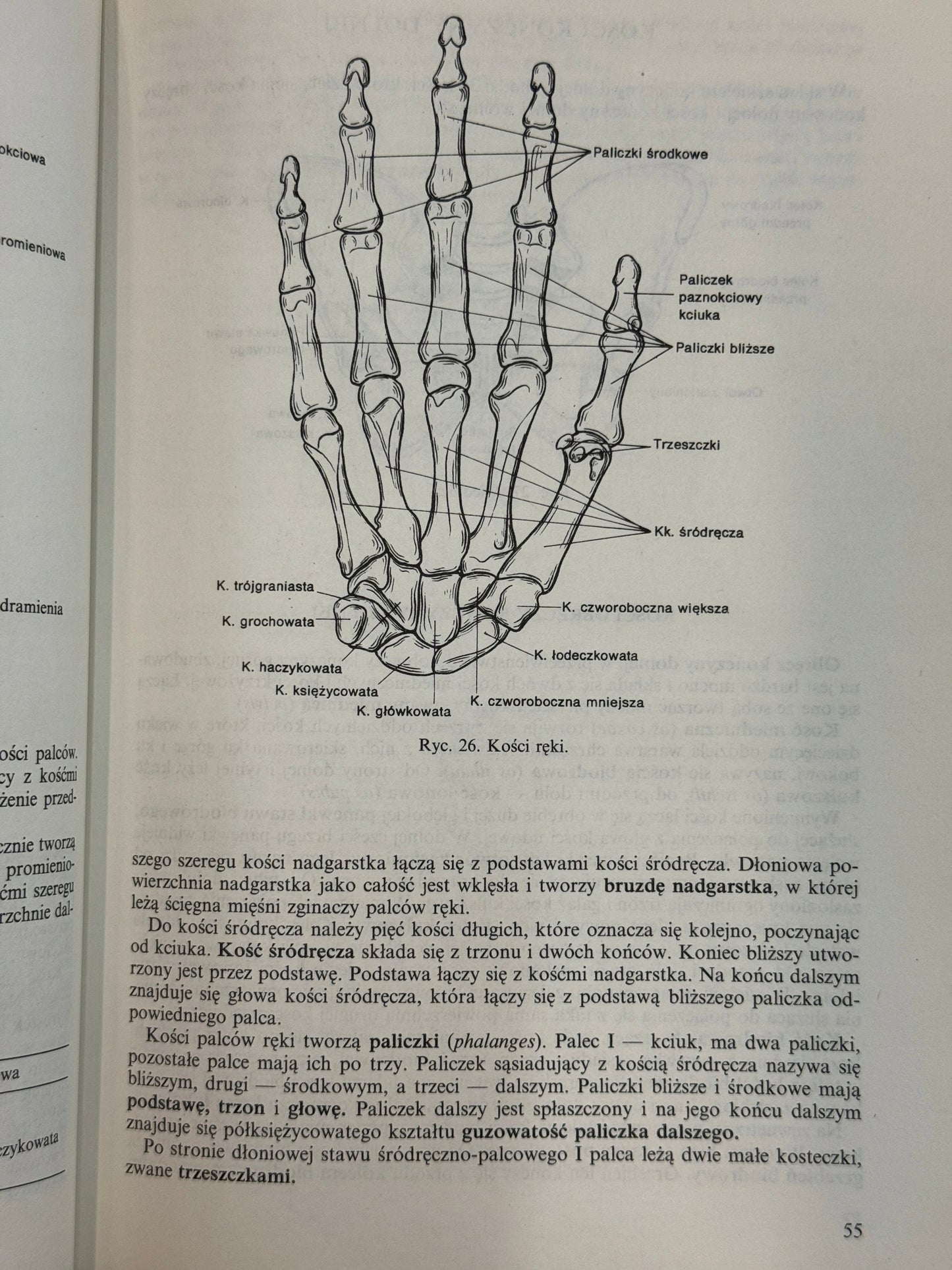 Anatomia i fizjologia człowieka Aleksander Michajlik, Witold Ramotowski