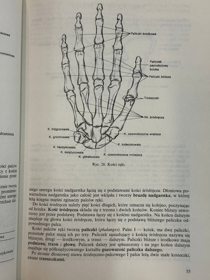 Anatomia i fizjologia człowieka Aleksander Michajlik, Witold Ramotowski