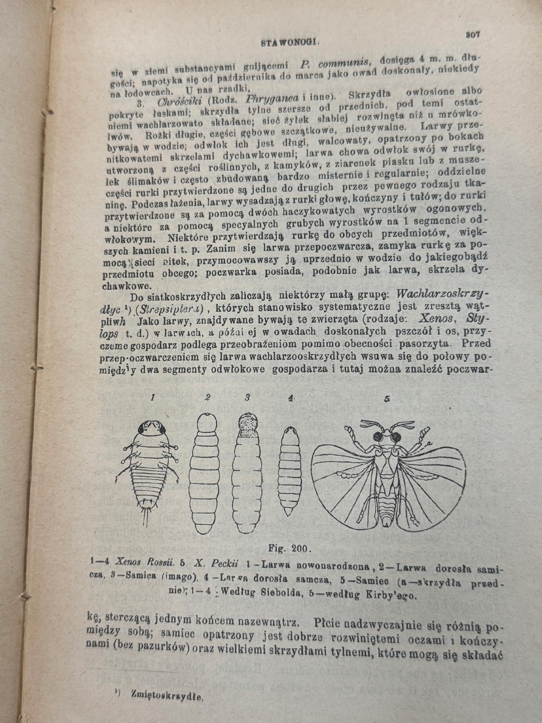 Podręcznik zoologii dla uczących sie i nauczających J. E. V. Boas [1898 r.]