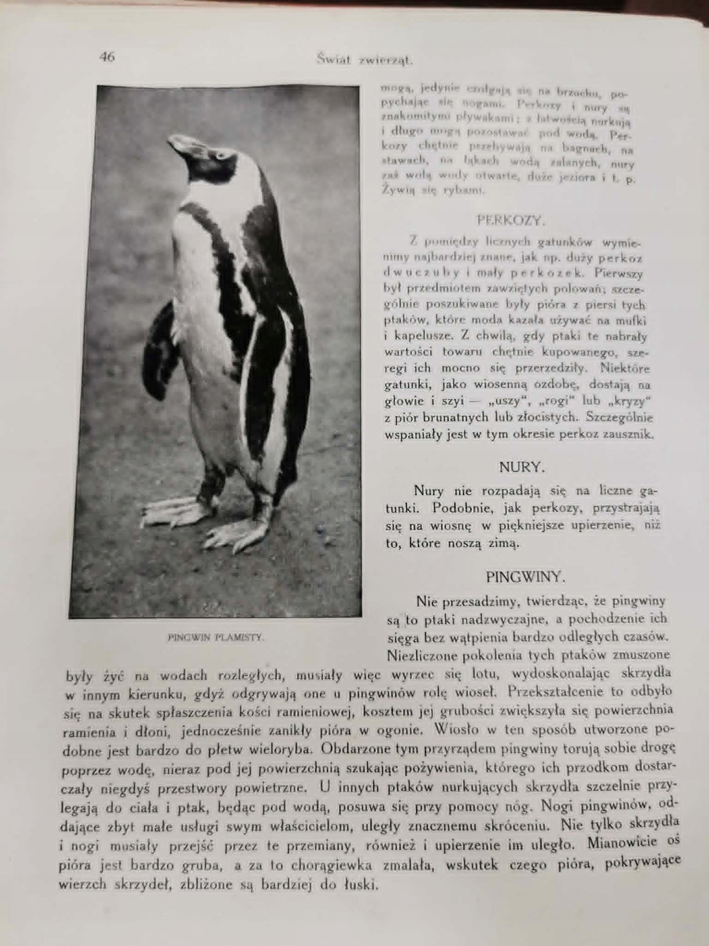 Świat Zwierząt t. II, J. P. Cornish [1913][oprawa J. Puget]