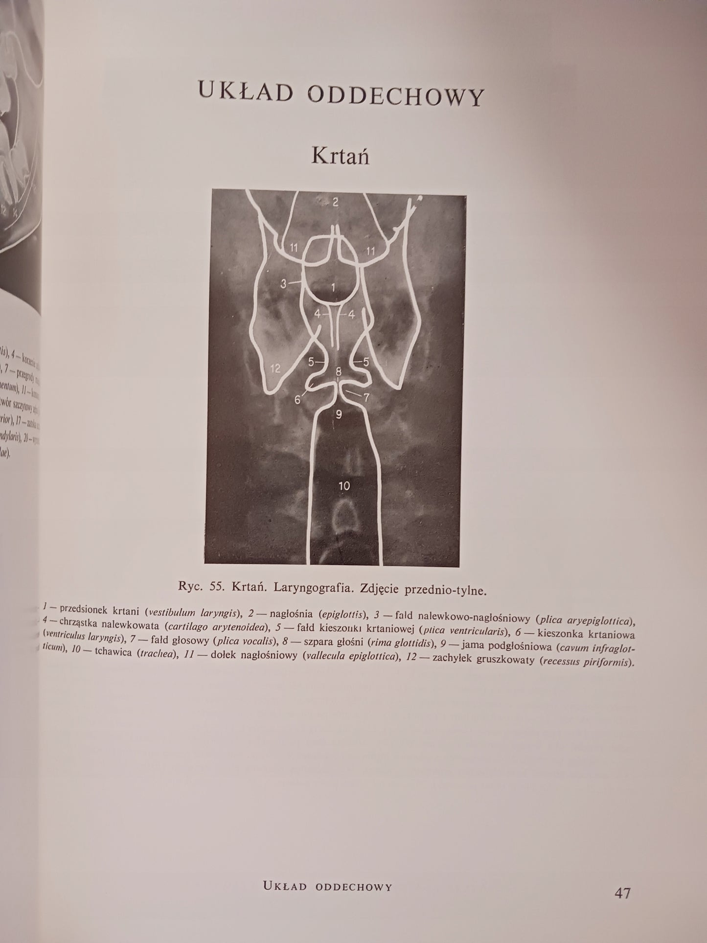 Atlas anatomii rentgenowskiej człowieka Bohdan Daniel + Atlas chorób...