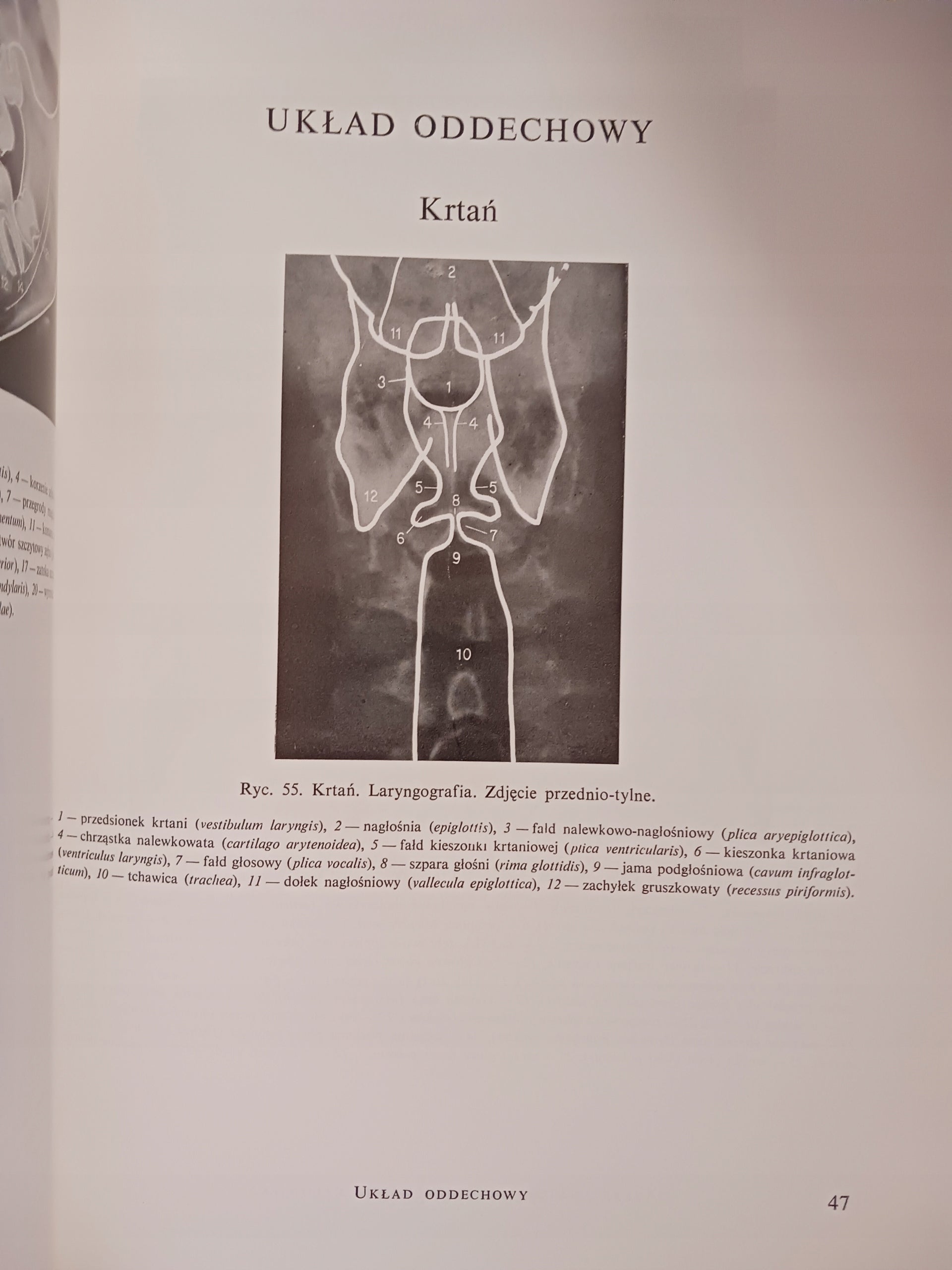 Atlas anatomii rentgenowskiej człowieka Bohdan Daniel + Atlas chorób...