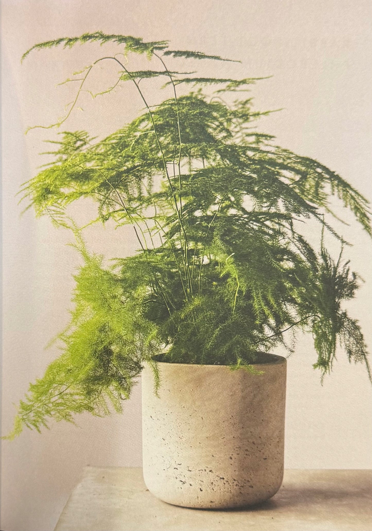 The Healing Power of Plants: The Hero House Plants that Love You Back