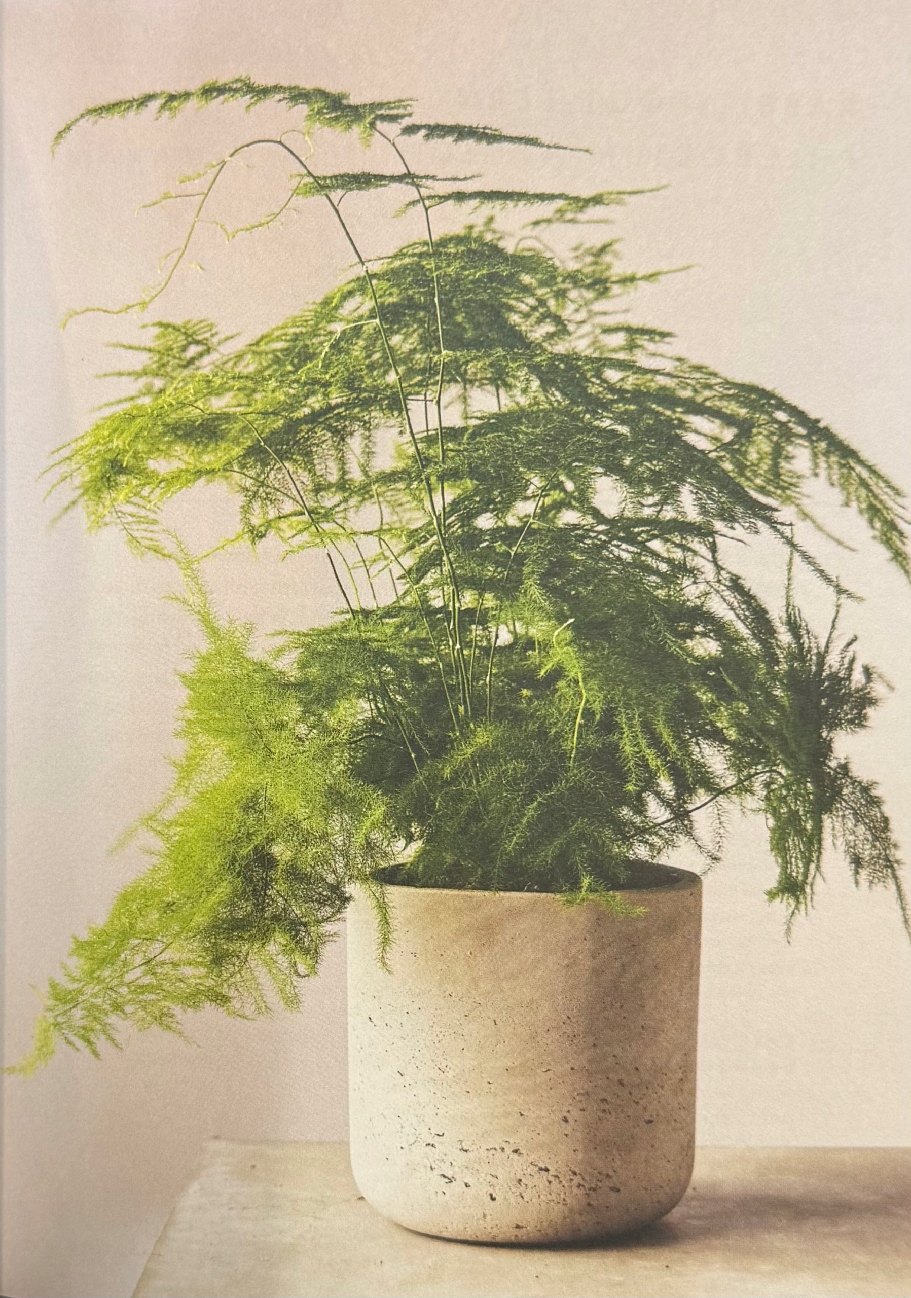 The Healing Power of Plants: The Hero House Plants that Love You Back