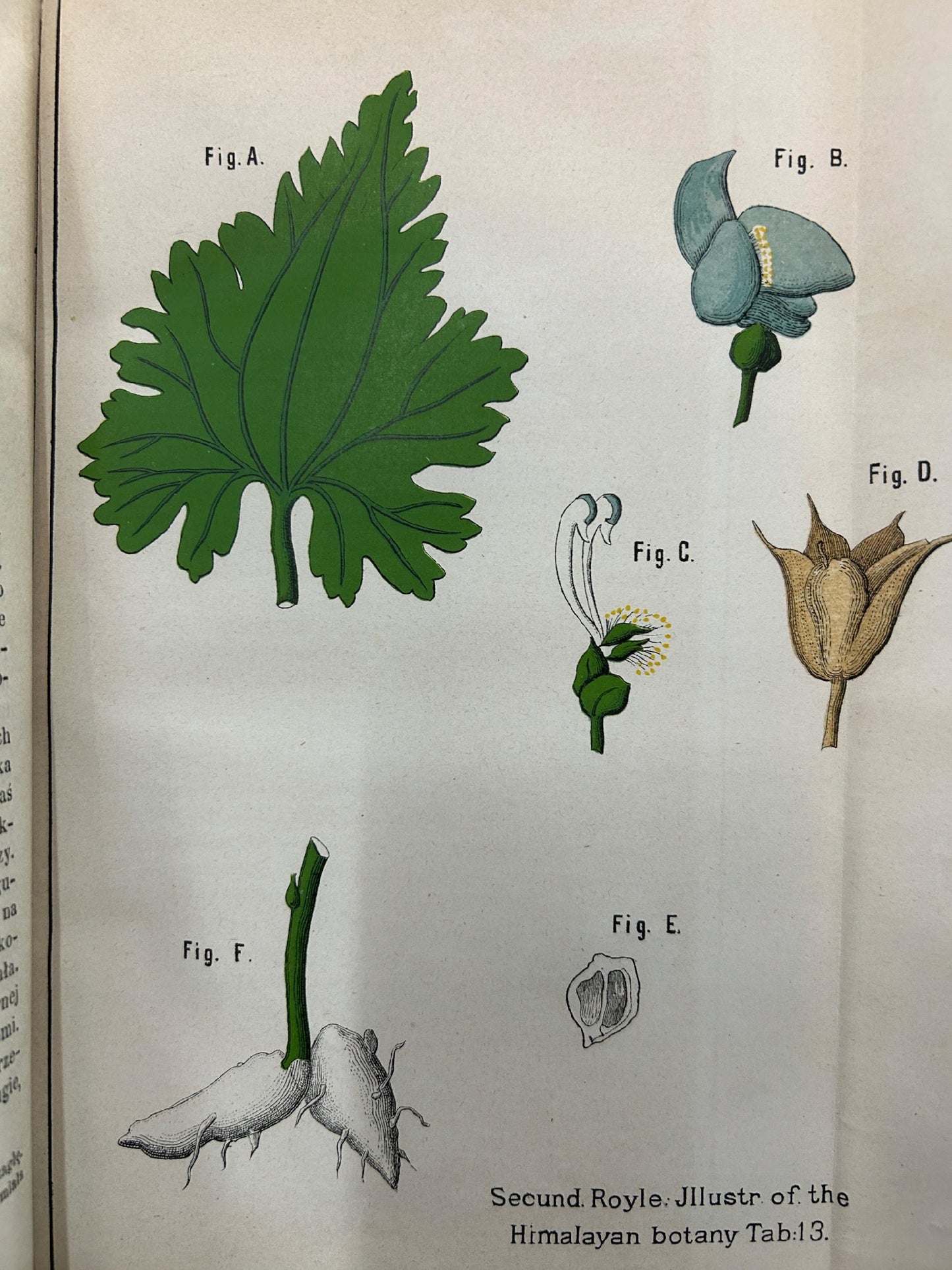 Wiadomości farmaceutyczne pod redakcją Jana Mrozowskiego Tom VI [1880 r.]