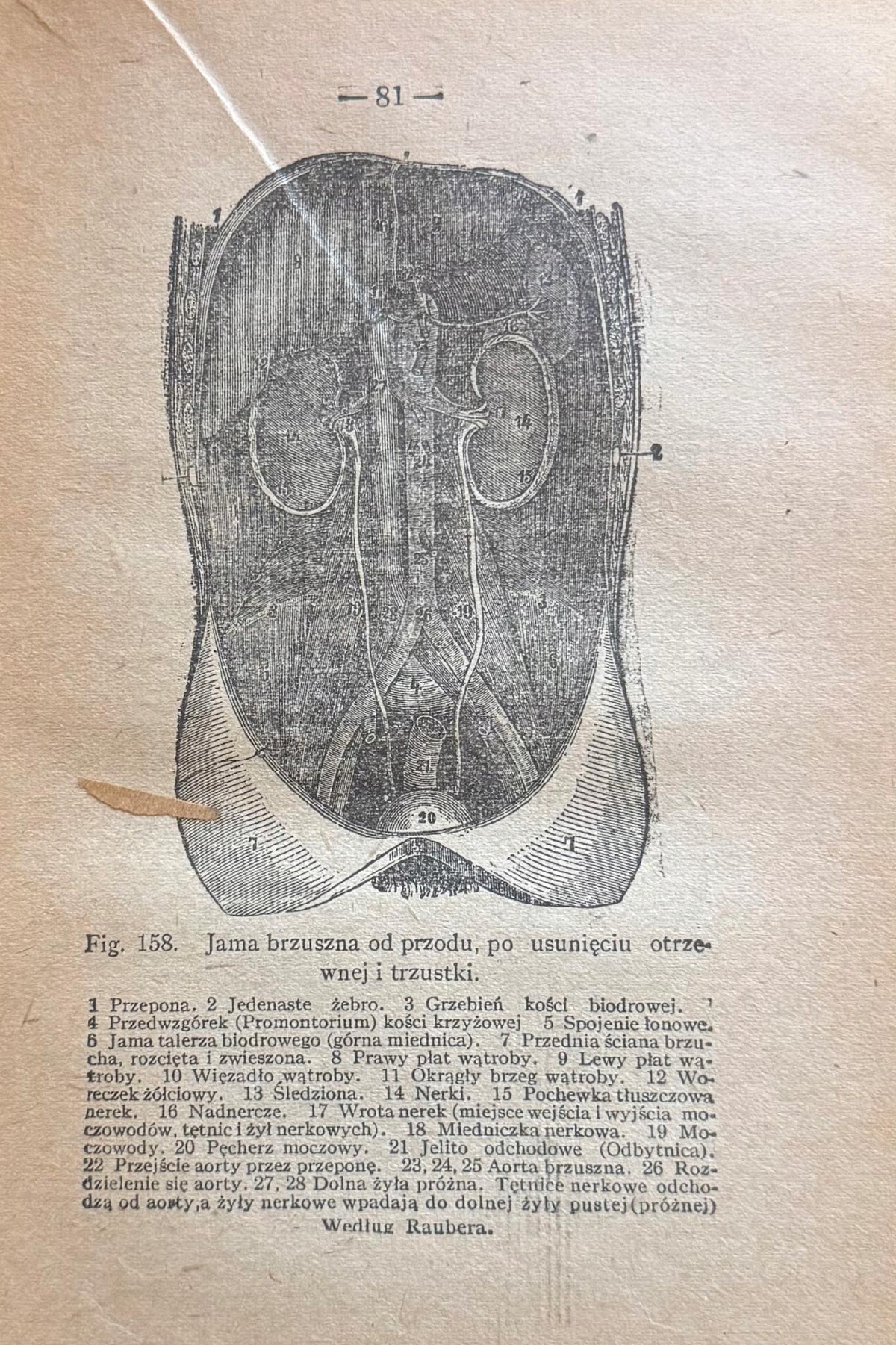 Lecznictwo bez trucizn [1912] Anna Fischer-Dückelmann