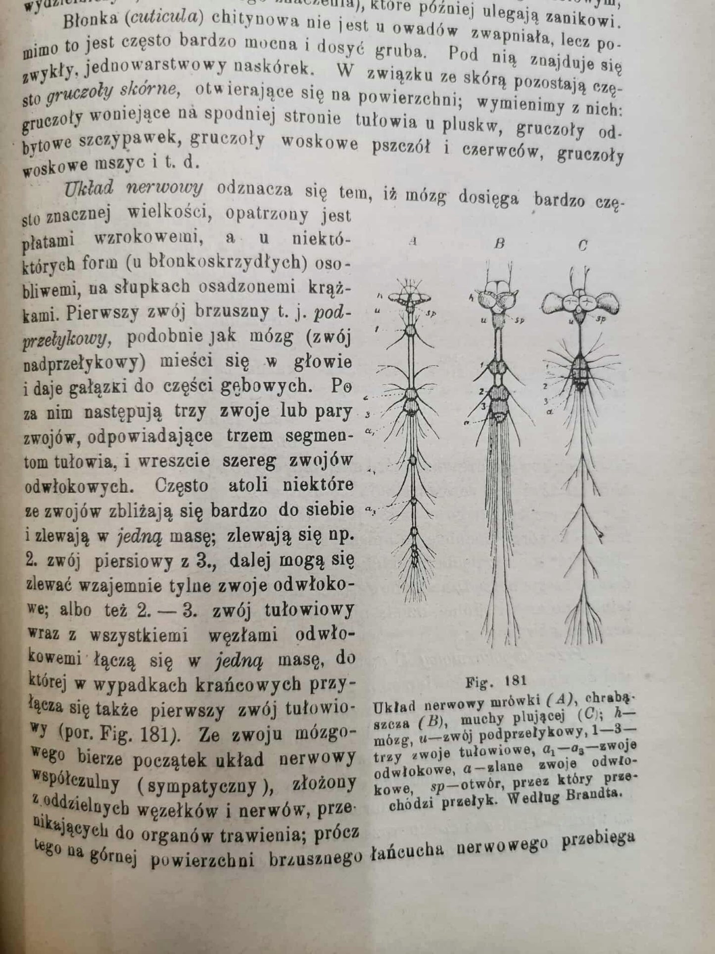 Podręcznik Zoologii, dr. J. E. V. Boas [Warszawa 1893]